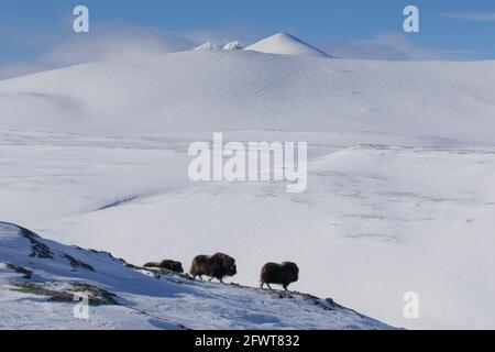 Drei Moschusochsen (Ovibos moschatus), die im Winter auf schneebedeckter Tundra auf Nahrungssuche gehen, Dovrefjell-Sunndalsfjella Nationalpark, Norwegen Stockfoto