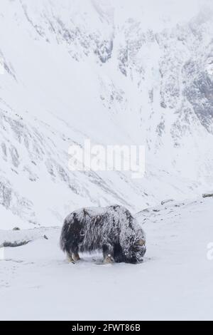 Der einbeinige Muskoxbulle (Ovibos moschatus), der im Winter Flechten auf schneebedeckten Berghängen isst, Dovrefjell-Sunndalsfjella-Nationalpark, Norwegen Stockfoto