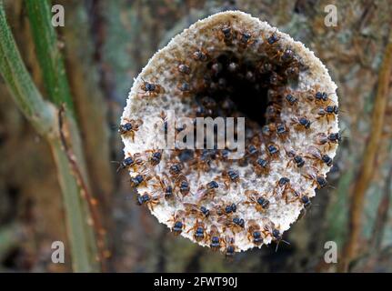 Geizlose brasilianische Bienen (Scaptotrigona xanthotricha) Den Eingang des Nestes verteidigen Stockfoto