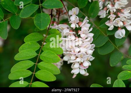 Italien, Lombardei, Land in der Nähe von Crema, Acacia Pink Flowers, Robinia hispida Flowers Stockfoto