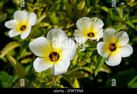 Weiße Schmetterling- oder Schwefelerlenblüten (Turnera subulata) Stockfoto