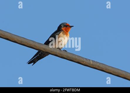 Hausschwalbe (Hirundo javanica) Erwachsener auf Hochspannungsleitung Sabah, Borneo Januar Stockfoto