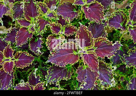 Bemalte Brennnessel oder Brennnessel (Coleus blumei) Stockfoto