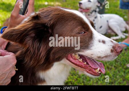 Weibliche Border Collie und dalmatinischen Hund im Hintergrund Stockfoto