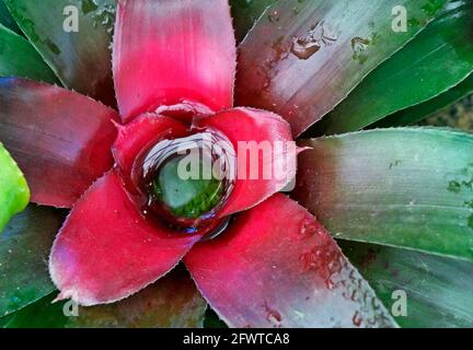 Bromeliade (Neoregelia) im tropischen Garten Stockfoto