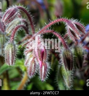 Borretschknospen in einem Garten Stockfoto