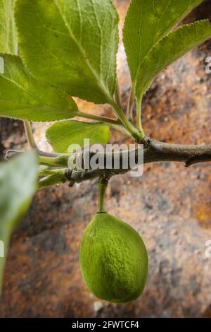 Studio Macro Foto von Young Still Green Plum on Branch. Grüne Blätter zusammen auf verfallener rostiger Hintergrund Stockfoto