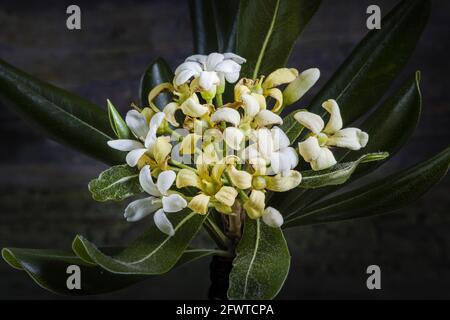 Australian Laurel Flower Studio Makrofoto. Auf dunklem Hintergrund hervorgehoben. Stockfoto