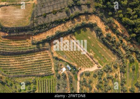 Luftaufnahme von Kulturfeldern (Obstbäume, Weinberge und Olivenbäume) in der Gandesa-bot-Senke, in Terra Alta (Tarragona, Katalonien, Spanien) Stockfoto