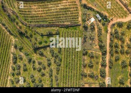 Luftaufnahme von Kulturfeldern (Obstbäume, Weinberge und Olivenbäume) in der Gandesa-bot-Senke, in Terra Alta (Tarragona, Katalonien, Spanien) Stockfoto