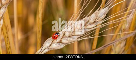 Goldenes Weizenohr mit Marienkäfer. Nahaufnahme der Ohren, Weizen oder Roggen. Wunderbare Ländliche Landschaft. Geringe Tiefenschärfe. Weichzeichner. Stockfoto