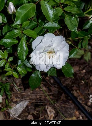 Nahaufnahme von weißen Rosen Stockfoto