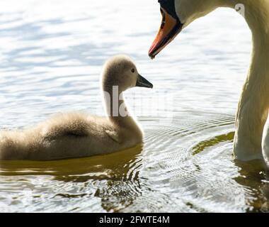 Windsor, Großbritannien. Mai 2021. Ein Schwanenpaar an der Themse in Windsor hat in diesem Jahr drei gesunde Cygnets. Schwäne paaren sich lebenslang und brüten oft jedes Jahr am gleichen Ort. Die Anzahl der neuen Cygnets wird beim jährlichen Swan-Upping gezählt, das hoffentlich in diesem Jahr zurückkehren wird. Quelle: Maureen McLean/Alamy Live News Stockfoto