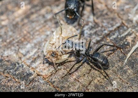 Schwarze Ameisen im Vordergrund auf einer Baumrinde Stockfoto