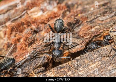 Schwarze Ameisen im Vordergrund auf einer Baumrinde Stockfoto