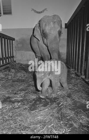 Elefant geboren im Blijdorp Zoo, Mutter Irma mit dem Elefantenbaby, 16. Juni 1984, Zoos, Niederlande, 20. Jahrhundert Presseagentur Foto, Nachrichten zu erinnern, Dokumentarfilm, historische Fotografie 1945-1990, visuelle Geschichten, Menschliche Geschichte des zwanzigsten Jahrhunderts, Momente in der Zeit festzuhalten Stockfoto