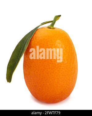 Reife Kumquat Frucht isoliert auf weißem Hintergrund Stockfoto