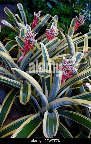 Bromeliade, blühend, Aechmea chantinii Harvey's Pride, variiertes Blatt, Natur, Sommer Stockfoto