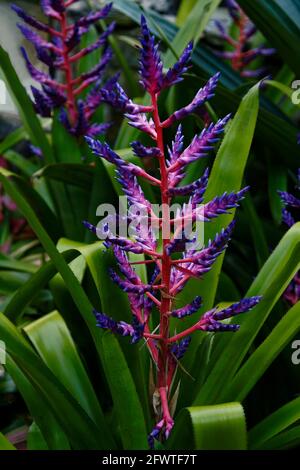 Aechmea, Blue Tango, Familie der Bromeliaden, kultivierte Blume, lila, Rose, grüne Stachelblätter; Sommer Stockfoto