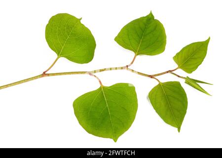 Asiatischer Knokenknotenzweig isoliert auf weißem Hintergrund Stockfoto