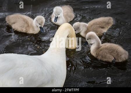 Halterner See, NRW, Deutschland. Mai 2021. Vier der Cygnets beobachten ihre Mutter vorsichtig auf der Suche nach Nahrung mit ihrem Kopf unter Wasser. Eine Familie stummer Schwäne mit fünf flauschigen, einwöchigen Cygnets wagt sich trotz des regnerischen deutschen Feiertagswetters auf den Halterner See. Kredit: Imageplotter/Alamy Live Nachrichten Stockfoto