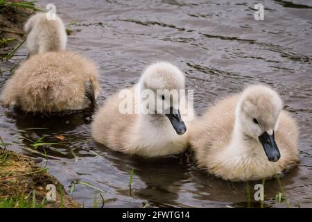 Halterner See, NRW, Deutschland. Mai 2021. Drei der frechen kleinen Cygnets. Eine Familie stummer Schwäne mit fünf flauschigen, einwöchigen Cygnets wagt sich trotz des regnerischen deutschen Feiertagswetters auf den Halterner See. Kredit: Imageplotter/Alamy Live Nachrichten Stockfoto