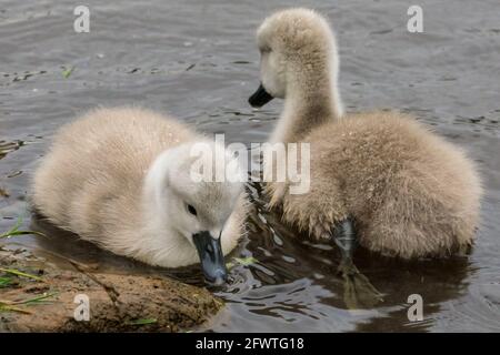 Halterner See, NRW, Deutschland. Mai 2021. Zwei der frechen kleinen Cygnets. Eine Familie stummer Schwäne mit fünf flauschigen, einwöchigen Cygnets wagt sich trotz des regnerischen deutschen Feiertagswetters auf den Halterner See. Kredit: Imageplotter/Alamy Live Nachrichten Stockfoto