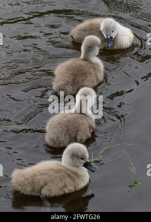 Halterner See, NRW, Deutschland. Mai 2021. Vier der Cygnets stehen an. Eine Familie stummer Schwäne mit fünf flauschigen, einwöchigen Cygnets wagt sich trotz des regnerischen deutschen Feiertagswetters auf den Halterner See. Kredit: Imageplotter/Alamy Live Nachrichten Stockfoto