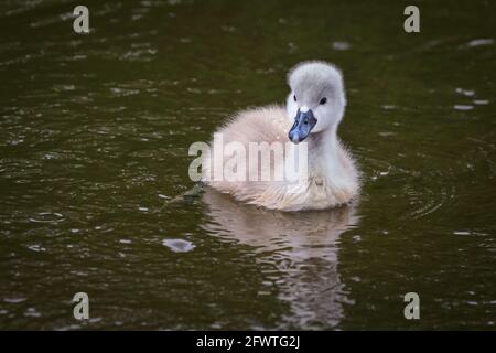 Halterner See, NRW, Deutschland. Mai 2021. Ein frech Cygnet schwimmt alleine. Eine Familie stummer Schwäne mit fünf flauschigen, einwöchigen Cygnets wagt sich trotz des regnerischen deutschen Feiertagswetters auf den Halterner See. Kredit: Imageplotter/Alamy Live Nachrichten Stockfoto