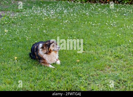 Ein kleiner Hund Stockfoto