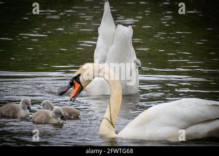 Halterner See, NRW, Deutschland. Mai 2021. Ein kleines Cygnet ist auf den Rücken der Mutter geklettert, um eine Fahrt anzuhängen, fällt aber bald ab, als seine Mutter nach Nahrung taucht. Eine Familie stummer Schwäne mit fünf flauschigen, einwöchigen Cygnets wagt sich trotz des regnerischen deutschen Feiertagswetters auf den Halterner See. Kredit: Imageplotter/Alamy Live Nachrichten Stockfoto