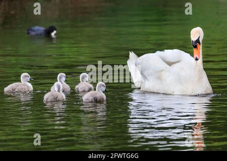 Halterner See, NRW, Deutschland. Mai 2021. Eine Familie stummer Schwäne mit fünf flauschigen, einwöchigen Cygnets wagt sich trotz des regnerischen deutschen Feiertagswetters auf den Halterner See. Kredit: Imageplotter/Alamy Live Nachrichten Stockfoto