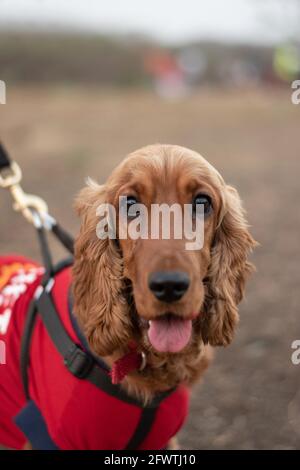 Cocker Spaniel ist eine geliebte Begleithund. Mittelgroße Hunderasse mit langen Ohren und einer glücklichen Stimmung Stockfoto