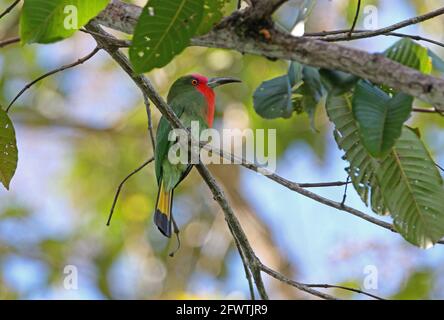 Rot Bartgeier Bienenfresser Vogel In Thailand Vogel In Thailand Stockfotografie Alamy