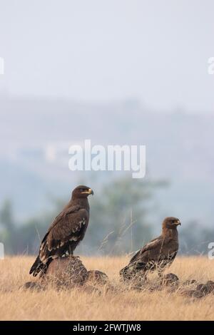 Zwei Steppe Eagles, Aquila nipalensis, Erwachsener und ein Jugendlicher, Bhigwan, Indien Stockfoto