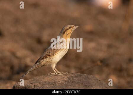 Eurasian Wryneck , Jynx torquilla, auf einem Felsen thront, Pune, Indien Stockfoto