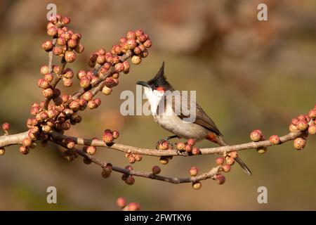 Red Whiskered Bulbul, Pycnonotus jocosus, Fütterung von Beeren, Pune, Maharshtra, Indien Stockfoto