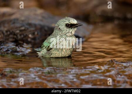 Verditer Flycatcher, Eumyias thalassinus, Baden, Pune, Indien Stockfoto