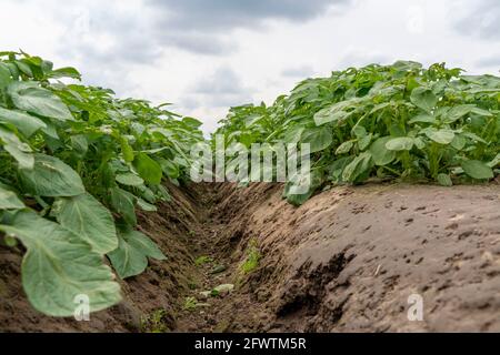 Kartoffelfeld, Kartoffelkämme, Frühkartoffeln, 6 Wochen nach dem Anpflanzen, noch gut 3 Wochen bis zur Ernte, NRW, Deutschland, Stockfoto