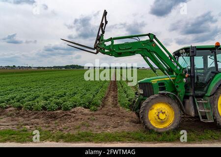 Kartoffelfeld, Kartoffelkämme, Frühkartoffeln, 6 Wochen nach dem Anpflanzen, noch 3 Wochen bis zur Ernte, Traktor, NRW, Deutschland, Stockfoto