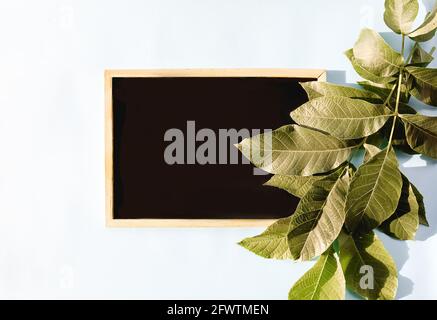 Grüne Blätter und Kreidetafel in Sonnenlicht auf hellblauem pastellfarbenem Hintergrund. Sommerliches Design. Stockfoto