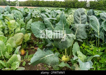 Feld mit Kohlrabi-Pflanzen, Kohlrabi-Knollen, NRW, Deutschland, Stockfoto