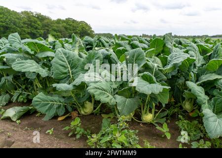 Feld mit Kohlrabi-Pflanzen, Kohlrabi-Knollen, NRW, Deutschland, Stockfoto