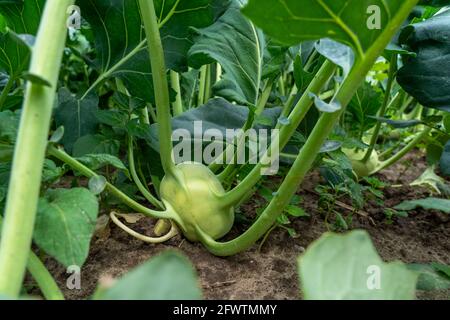 Feld mit Kohlrabi-Pflanzen, Kohlrabi-Knollen, NRW, Deutschland, Stockfoto