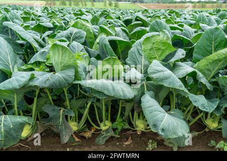 Feld mit Kohlrabi-Pflanzen, Kohlrabi-Knollen, NRW, Deutschland, Stockfoto