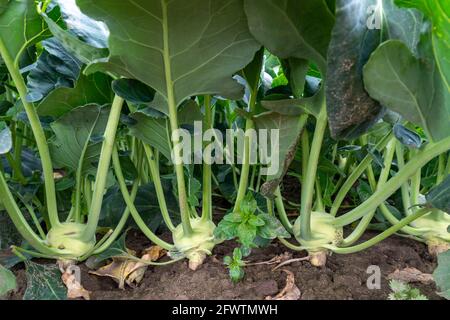 Feld mit Kohlrabi-Pflanzen, Kohlrabi-Knollen, NRW, Deutschland, Stockfoto