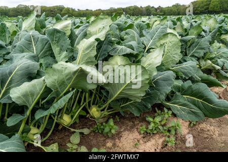 Feld mit Kohlrabi-Pflanzen, Kohlrabi-Knollen, NRW, Deutschland, Stockfoto