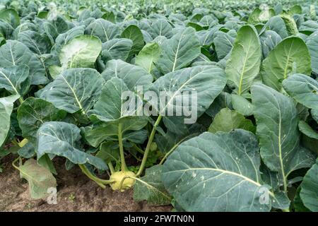 Feld mit Kohlrabi-Pflanzen, Kohlrabi-Knollen, NRW, Deutschland, Stockfoto