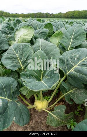 Feld mit Kohlrabi-Pflanzen, Kohlrabi-Knollen, NRW, Deutschland, Stockfoto