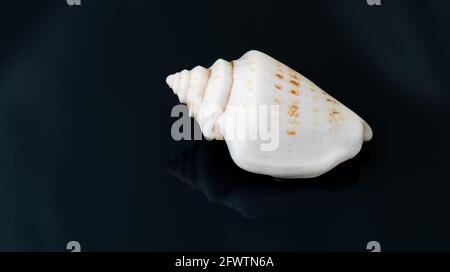 Seashell auf einer schwarzen Oberfläche Stockfoto